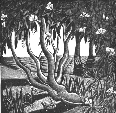 Rhododendrons, Holland Park, 2006 - Mary Kuper