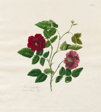 Une collection de roses de la nature : Rose de Chine foncée, 1799 - Mary Lawrence
