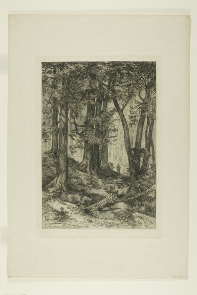 Une forêt en Californie - Mary Nimmo Moran