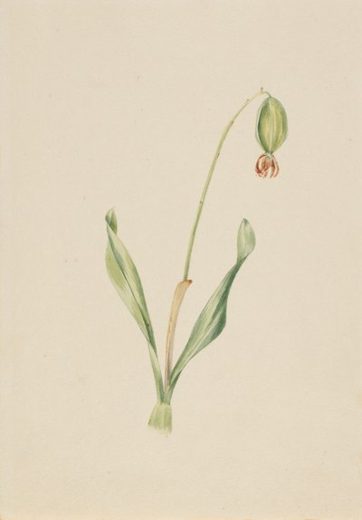 (Sans titre) (Étude de plantes) - Mary Vaux Walcott