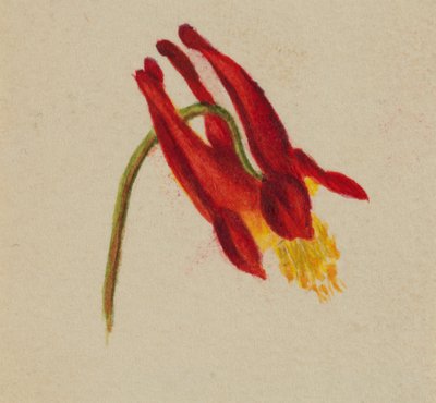 (Sans titre) - Mary Vaux Walcott