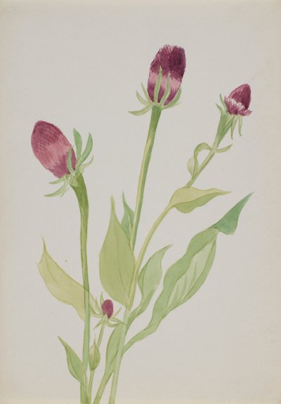 (Sans titre--Étude de fleurs) - Mary Vaux Walcott