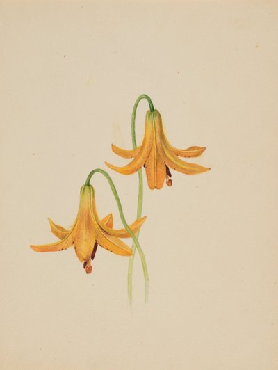 (Sans titre--Étude de fleurs) - Mary Vaux Walcott