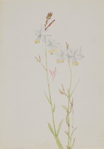 (Sans titre--Étude de fleurs) - Mary Vaux Walcott