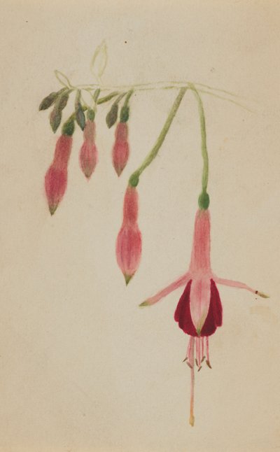 (Sans titre--Étude de fleurs) - Mary Vaux Walcott