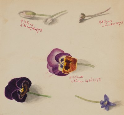 (Sans titre--Étude de fleurs) - Mary Vaux Walcott