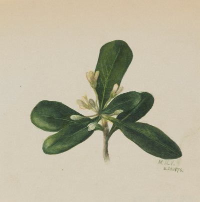 (Sans titre--Étude de fleurs) - Mary Vaux Walcott