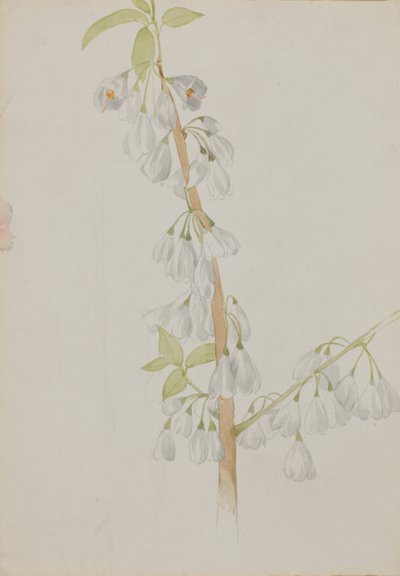 (Sans titre--Étude de fleurs) - Mary Vaux Walcott