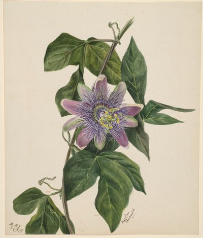 (Sans titre--Étude de fleurs) - Mary Vaux Walcott