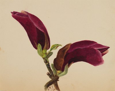 (Sans titre--Étude de fleurs) - Mary Vaux Walcott