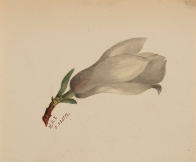 (Sans titre--Étude de fleurs) - Mary Vaux Walcott