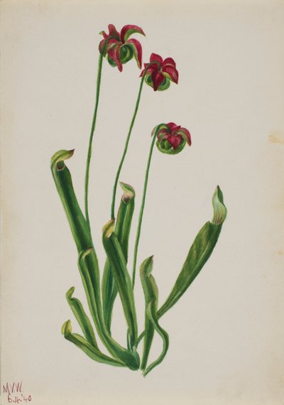 (Sans titre--Étude de fleurs) - Mary Vaux Walcott