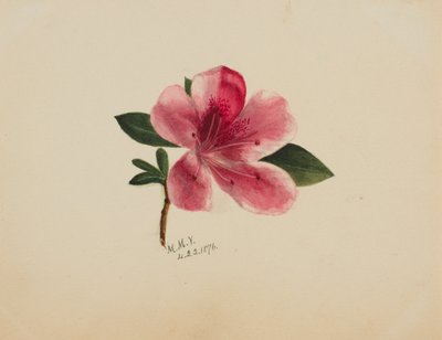 (Sans titre--Étude de fleurs) - Mary Vaux Walcott