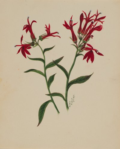 (Sans titre--Étude de fleurs) - Mary Vaux Walcott