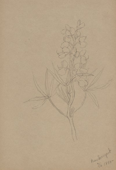 (Sans titre--Étude de fleurs) - Mary Vaux Walcott