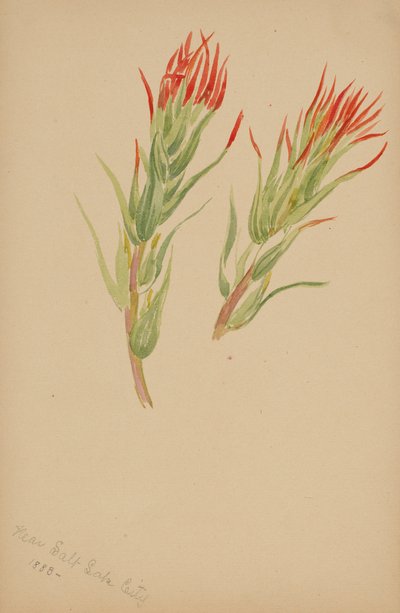 (Sans titre - Étude de plantes) - Mary Vaux Walcott