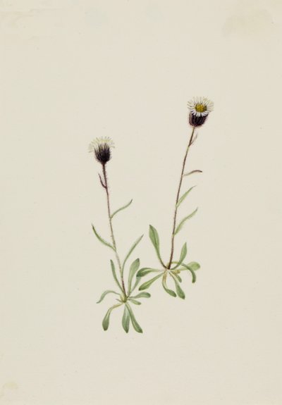 Vergerette des Aléoutiennes Erigeron unalaschensis, n.d. - Mary Vaux Walcott
