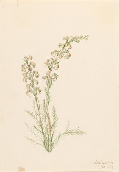 Fougère alpine (Pedicularis contorta) - Mary Vaux Walcott