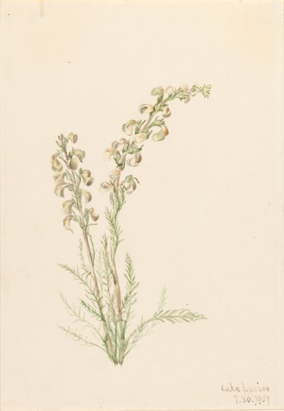 Vie des fougères alpines, 1907 - Mary Vaux Walcott