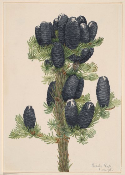 Sapin des Alpes (Abies lasiocarpa) - Mary Vaux Walcott