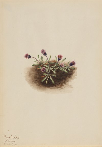 Vergerette des Alpes (Erigeron unalaschcensis) - Mary Vaux Walcott