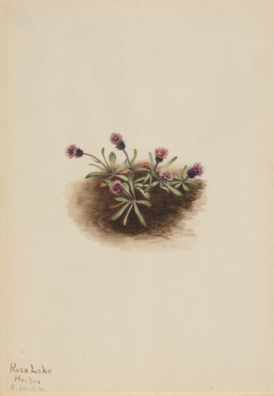 Erigeron unalaschcensis - Mary Vaux Walcott