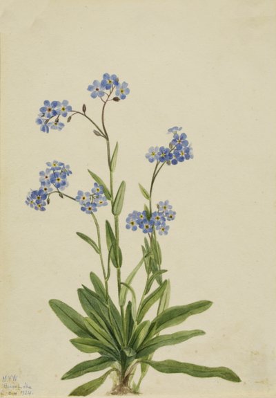 Myosotis des Alpes Myosotis alpestris, 1924 - Mary Vaux Walcott