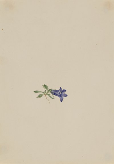 Campanule des Alpes (Campanula lasiocarpa) - Mary Vaux Walcott