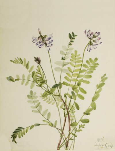 Astragale des Alpes Astragalus alpinus, 1921 - Mary Vaux Walcott