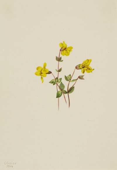 Mimulus caespitosus, 1904 - Mary Vaux Walcott