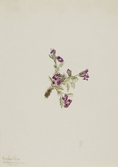 Oxytropis podocarpa (Oxytropis podocarpa) - Mary Vaux Walcott