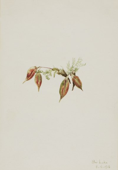 Oxytropis podocarpa (Oxytropis podocarpa) - Mary Vaux Walcott