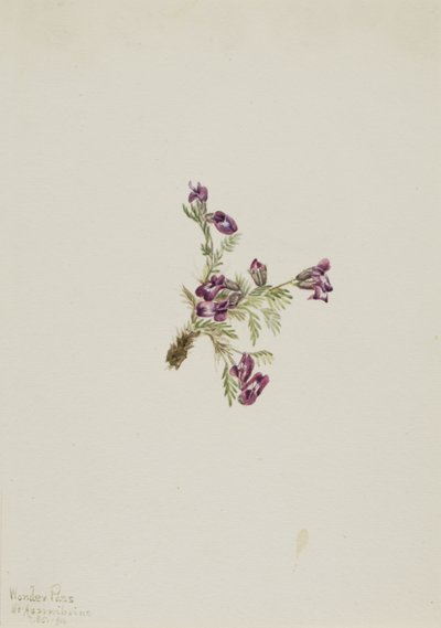 Oxytropis podocarpa, 1916 - Mary Vaux Walcott