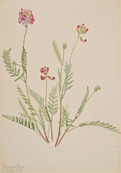Vesce alpine Astragalus bourgovii, 1917 - Mary Vaux Walcott