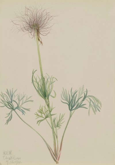 Anémone Pulsatille d