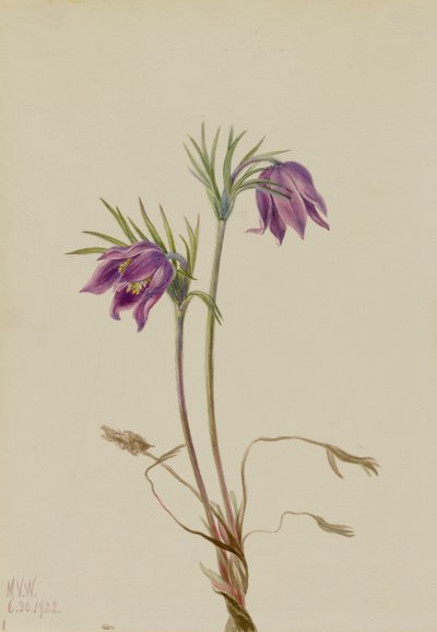 Anémone de l