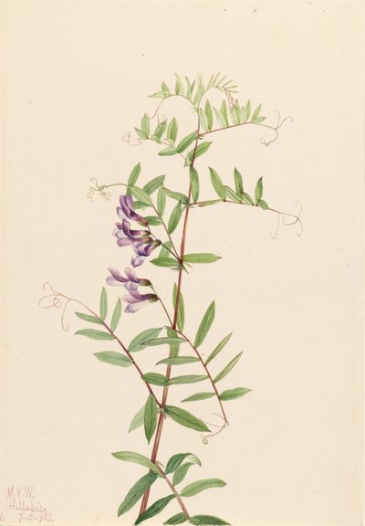 Vesce américaine (Vicia americana) - Mary Vaux Walcott