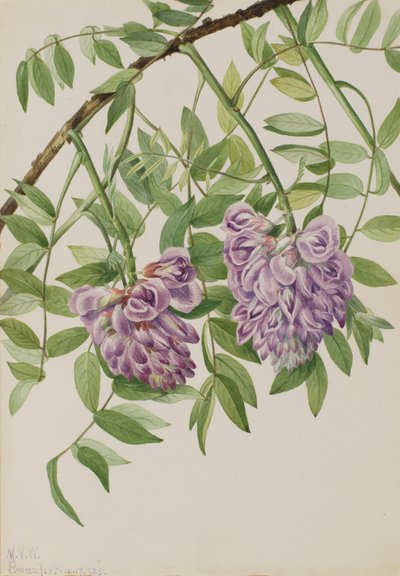 Glycine américaine Kraunhia frutescens, 1925 - Mary Vaux Walcott