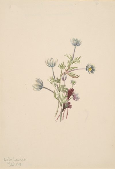 Anémone Anemone drummondii, 1907 - Mary Vaux Walcott