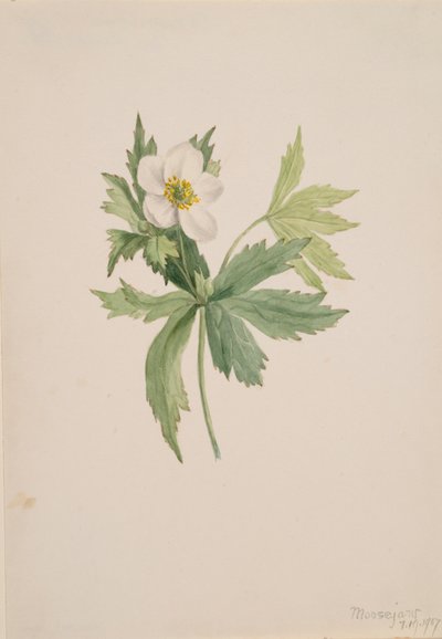 Anémone canadensis, 1907 - Mary Vaux Walcott