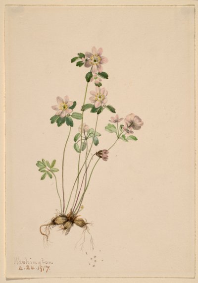 Anemonella (Syndesmon thalictroides) - Mary Vaux Walcott