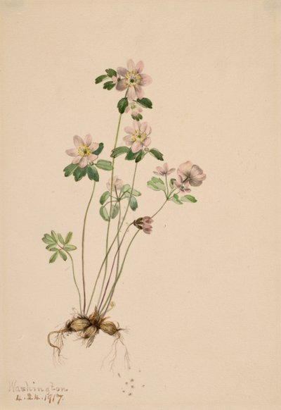 Anemonella Syndesmon thalictroides, 1917 - Mary Vaux Walcott