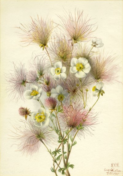 Plume d