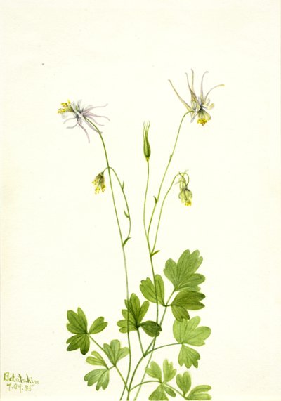 Aquilegia ecalcarata, 1935 - Mary Vaux Walcott
