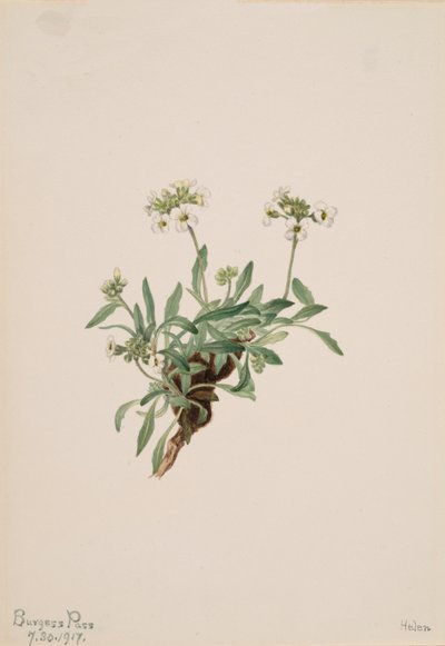 Arabis drummondii - Mary Vaux Walcott