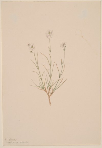 Arenaria formosa - Mary Vaux Walcott