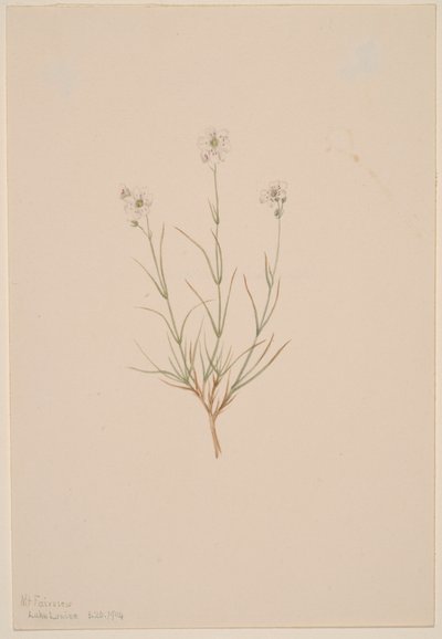 Arenaria formosa, 1904 - Mary Vaux Walcott