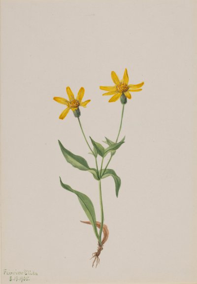 Arnica alpina, 1905 - Mary Vaux Walcott