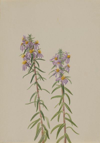 Aster Aster hirariifolius, 1923 - Mary Vaux Walcott