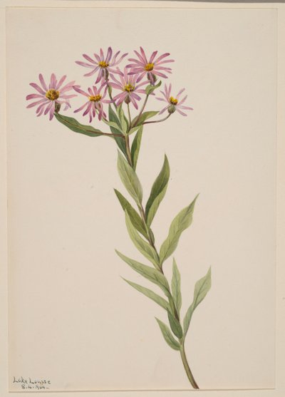 Aster Engelmann - Mary Vaux Walcott